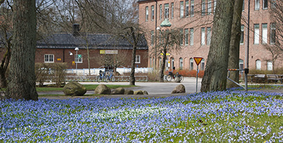Vår vid UB i Lund