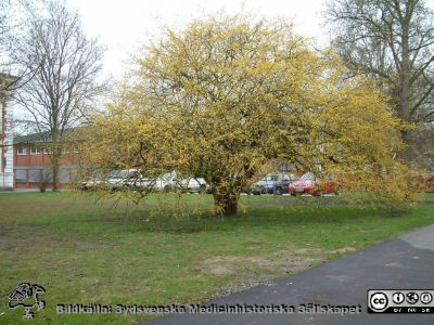 Körsbärskornellen utanför Medicinhistoriska Museet i Lund år 2006.
Medicinhistoriska museet på St Lars i Lund. Foto 2006. Körsbärskornellen utanför museet.
Nyckelord: 2006; Medicinhistoriskt; Museum; St Lars; Lund; Körsbärskornell