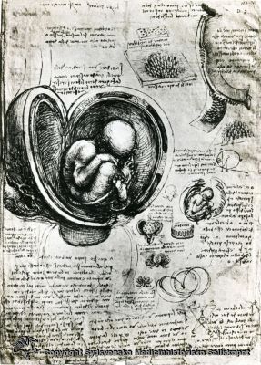 Foster i livmodern
Reprofoto monterat på kartong. Teckning av Leonardo da Vinci (omkr. 1500) Gynekologi. MS-8. 487".
Nyckelord: Leonardo;da Vinci;Foster;Livmoder;Gynekologi;Obstetrik;Reprofoto