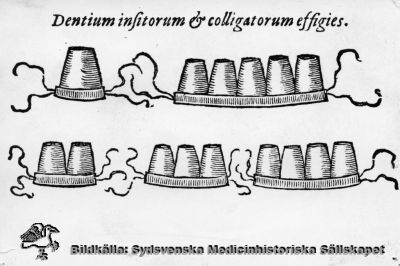 Tandproteser från gammal tid
Odontologi. MS-8.456. Avbildning av löständer och sammanhängande rader av tänder. På framsidan av fotot står det överst "Dentium insitorum & colligatorum effigies." Reprofoto, monterat
Nyckelord: Odontologi; Löständer; Reprofoto; Monterat; Kapsel 10