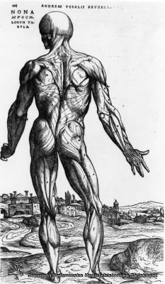 Anatomisk plansch av Andreas Vesalius
Andreas Vesalius. Anatomi. Tryck. 
Keywords: Andreas;Vesalius;Anatomi;Tryck;Plansch;Muskler;Rygg;Reprofoto;Monterat;Kapsel 07