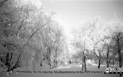 Vinterbild, Lasarettet i Lund, 1960-talet
Pärm "Div. tagningar, 1960 och t.v."	Lasarettsexteriörer, 1960-talet. Negativ
Nyckelord: Lasarettet;Lund;Universitetssjukhus;Universitet;Vinterväder