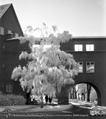 Vinterbild, Lasarettet i Lund, 1960-talet före omläggning till högertrafik 1967
Pärm "Div. tagningar, 1960 och t.v."	Lasarettsexteriörer, 1960-talet, före omläggningen till högertrafik 1967. Vy söderut vid valvet mellan dåvarande medicinkliniken och reumatologiska kliniken. Från negativ
Nyckelord: Lasarettet;Lund;Universitetssjukhus;Universitet;Medicin;Reumatologi;Valv;Vinterväder;Rimfrost