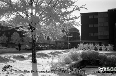 Lasarettet i Lund. Vy mot söder mot radiologiska klinikens norrsida
Lasarettsfotograferna. Lund. Pärm "Div. tagningar, 1960 och t.v.". Lasarettets exteriörer, 1960-talet. Vy mot söder mot radiologiska klinikens norrsida. Bakom rimfrostträden skymtar dåvarande ortopediska kliniken och de låga baracker som några år fanns strax hitom.  Foto 1961. Från negativ.
Nyckelord: Lasarett;Lund;Universitet;Universitetssjukhus;USiL;Radiologisk;Klinik;Ortopedisk;Rimfrost;Vinter;Baracker
