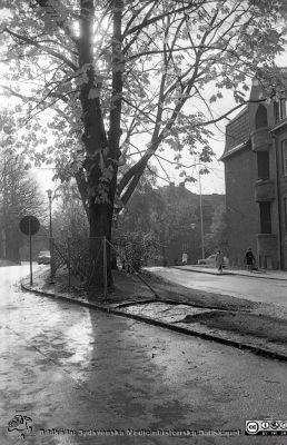 Höstlig bild mot söder från valvet mellan medicinska och reumatologiska klinikerna
Lasarettsfotograferna. Lund. Pärm "Div. tagningar, 1960 och t.v.". Lasarettets exteriörer, 1960-talet. Till höger den östra gaveln på dåvarande medicinska kliniken, och längre bort dåvarande kvinnokliniken. Foto 1961. Från negativ.
Nyckelord: Lasarett;Lund;Universitet;Universitetssjukhus;USiL;Medicinsk;Klinik;Kvinnoklinik;Valv;Höst