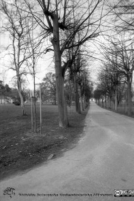 Föryngring av träden i St Lars-parken 1984
Sjukhusfotograferna i Lund  Pärm S/V neg-84. 69, 84.  Parken, St Lars. Huvudbyggnaden i bakgrunden. Från negativ. 
Nyckelord: Lasarettet;Lund;St Lars;Universitetssjukhus;Park