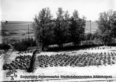 Plantskola vid sjukhusområdets norra gräns, mot Hardebergaspåret.
99, Vipeholm exteriört. Granplantering i sin linda. Vipeholms stickspår från Hardebergaspåret närmast kameran. Foto norrut, vid sjukhusområdets norra gräns. Omonterat
Nyckelord: Vipeholm;Plantskola;Exteriört;Kapsel 15;Foto;Omonterat;Hardebergaspåret