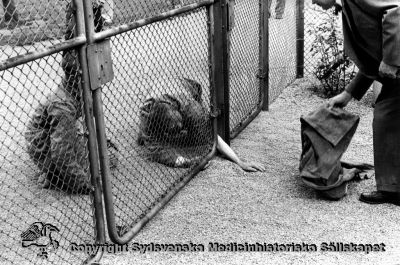 Reporter lockar till sig intresse från kvinnor instängda på en promenadgård på Vipeholms sjukhus, 1953
Vipeholm. SE-reportage, Hans Malmberg. Foto Omonterat. Publicerad på sid 87 i Carlén-Nilsson C, Holmér U (1998) Röster från Vipeholm. Stiftelsen medicinhistoriska museerna i Lund och Helsingborg, Lund, pp. 1-127. Bildtext där: "Bildtidningen Se gjorde 1953 ett uppmärksammat reportage om Vipeholm."
- "Skandalreportage" tyckte många.

Nyckelord: Vipeholm; Exteriört; Se; Se-reportage; Reportage; Foto; Omonterat; Kapsel 15; Hans; Malmberg; 1953; Bildtidning