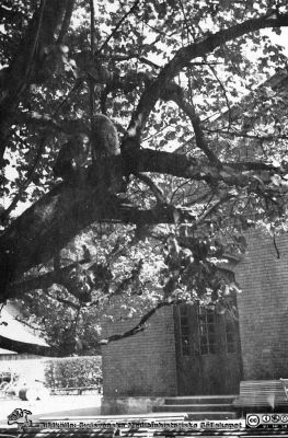 Ugglor i ett träd utanför St Lars-parken, utanför snickeriverkstaden
Kapsel 22 med bilder från St Lars i Lund. Påskrift: "Ugglor utanför snick. verkst.". Originalfoto, 1900-talet. Ej monterat.
Nyckelord: Kapsel 22;St Lars;Lund;Park;Fåglar