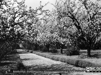 St Lars i Lund. Fruktträden i blom, våren 1938 i parken
Kapsel 22 med bilder från St Lars i Lund. Fruktträden i blom, våren 1938 i parken. Originalfoto. Ej monterat
Nyckelord: Kapsel 22;St Lars;Lund;Park