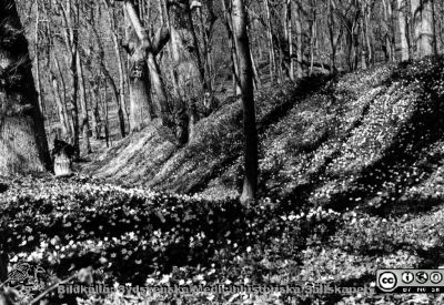 Vitsipporna blommar vid Orup
Kapsel 23. Vitsippor i skogen vid Orup. Bild från Orup-Eslöv-Hörbys sjukvårdsdistrikt. Originalfoto. Monterat.
Nyckelord: Kapsel 23;Orup;Eslöv;Hörby;Natur