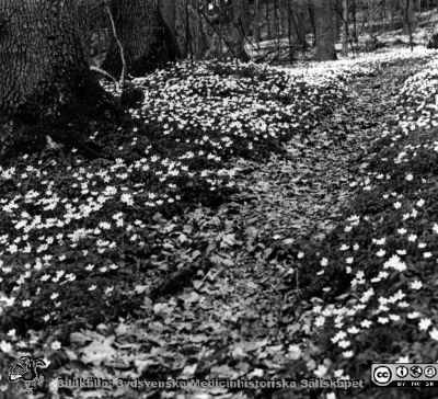 Vitsippor i skogen vid Orup
Kapsel 23.  Bild från Orup-Eslöv-Hörbys sjukvårdsdistrikt. Originalfoto. Monterat.
Nyckelord: Kapsel 23;Orup;Park;Natur