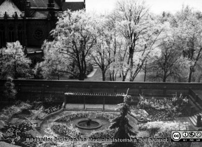 Rimfrost i parken vid gamla medicinkliniken i Lund
Omonterat fotografi i ett kuvert tillsammans med andra fotografier från 1959, rimligen från en sköterska som syns på flera av bilderna. Hon kallar sig bara "ego" på märkningar. Bilden visar planteringen på dåvarande medicinska klinikens gavel, med Allhelgonakyrkan i bakgrunden.
Nyckelord: Rimfrost;Natur;Lasarettet;Lund;Park;Vinter