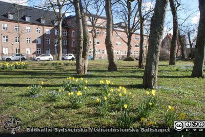 Helgonabacken bakom UB en vårsöndag. Foto 22 mars 2020.
Helgonabacken bakom UB en vårsöndag. Reumatologiska kliniken i bakgrunden. Borta till höger i bakgrunden ursprungliga zoologiska institutionen, numera institutionsbyggnaden Lux med diverse humaniora i.
Nyckelord: Universitetsbibliotek;UB;Reumatologisk klinik;Påskliljor;Vårstjärnor