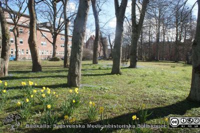 Helgonabacken bakom UB en vårsöndag. Foto 22 mars 2020.
Helgonabacken bakom UB en vårsöndag. Reumatologiska kliniken i bakgrunden.I mitten i bakgrunden ursprungliga zoologiska institutionen, numera institutionsbyggnaden Lux med diverse humaniora i. Till höger i bakgrunden institutionsbyggnaden för språk och linguistik, SOL.
Nyckelord: Reumatologisk klinik;Zooligisk institution;Språk och Linguistik;SOL;Humaniora;Lux;Filosofiska institutioner