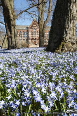 Vårstjärnor i parken vid universitetsbiblioteket i Lund 2022-04-02
Värstjärnor i universitetsparken i Lund 220402
Nyckelord: Blommor;Park;UB;Universitetsbibliotek;Lund