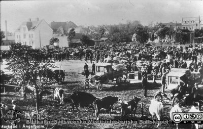 Ängelholm. Marknad, troligen på tidigt 1900-tal.
Ängelholm. Marknad, troligen på tidigt 1900-tal. Vykort. Bildkälla: Lillie Börjessons bildsamling från Ängelholms sjukhus.
Nyckelord: Ängelholm;Engelholm;Marknad;Kreatur;Vykort