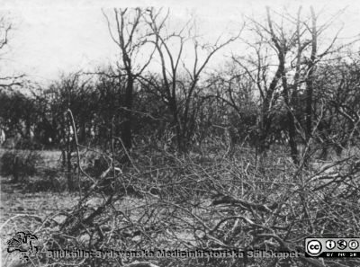 Den tomt där Medicinska avdelningen skall byggas
Foto den 28/3 1915, enligt påskrift (kanske sentida) från den tomt där Medicinska avdelningen skall byggas.
Ur ett fotoalbum gjort av Johannes Hultén (1873-1951), verkmästare (elektricitet och röntgen) på Lasarettet i Lund. Bildkälla dotterdottern Viveka Rasmusson 2018.
Nyckelord: Lasarettet;Lund;Universitetssjukhus;Medicinsk;Klinik;Tomt