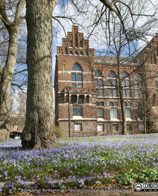 Himlen tycks ha ramlat ned på parkens gräs framför UB i Lund
Universitetsbiblioteket i Lund med parkens gräsplan tätt fylld av blå vårstjärnor 2021-04-10.
Nyckelord: Bibliotek;Lunds universitet;vårblommor;vårstjärnor