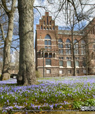 UB-parken med flödande vårstjärnor
Parken med flödande vårstjärnor i gräsmattan framför universitetsbiblioteket i Lund den 10 april 2021.
Nyckelord: Universitetsbiblioteket;Park;Vårblommor