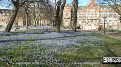 Parken framför UB i Lund med ett blått hav av vårstjärnor i gräsmattan.
Parken framför UB i Lund med ett blått hav av vårstjärnor i gräsmattan, från Allhelgona Kyrkogata där den blir Biskopsgatan. Till vänster och närmast Rehabhuset (ursprungligen kvinnoklinik).
Nyckelord: Universitetsbibliotek;Park;Vårstjärnor