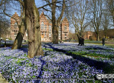 Himlen tycks ha ramlat ned på parkens gräs framför UB i Lund
Våren är kommen! Vårstjärnorna prunkar på marken i UB-parken i Lund. Studenterna är ute och leker, trots Covid-19-pandemin. Folkhälsomyndigheten har just lättat på restriktionerna.
Nyckelord: Universitetsbiblioteket;UB;Lunds universitet;Vårfröjd;Vårblommor