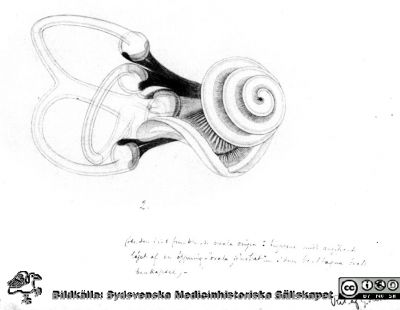 Hinnlabyrinten tecknad av G. Retzius
G. Retzius egen teckning av hinnlabyrinten, människans hörselorgan. Det ligger väl skyddat inne i klippbenet innanför ytterörat. Ingick i en medicinhistorisk utställning om hörsel och hörapparater på Livets Museum i Lund 2013. Text i bilden: (obs den fint punkterade ovala ringen å figurens midt, angifvande läget af en öppning - "ovala fönstret" - i den borttagna örats benkapsel) Rit. af G. Retzius. Oklar bildkälla. Kulturen i Lund?.
Nyckelord: Hinnsnäcka;Inneröra;Livets Museum;Uställning