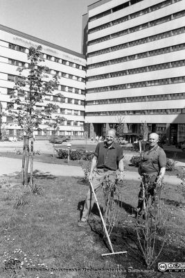Markarbeten vid Centralblockets entré 1985
Lasarettsfotograferna i Lund,  pärm  Sv/v Negativ, 1985. 34. 1985, maj. Trädgårdarbete, huvudentre, Lennart Nilsson, Stig Nilsson. Från negativ
Nyckelord: Lasarettet;Lund;Universitetssjukhuset;USiL;Centralblocket;Fasad;Entr;Väster