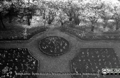 Vinterbild, en park på Lasarettet i Lund
Påskrift: Vinterbild. 5. 8/2 59. Omonterat fotografi i ett kuvert tillsammans med andra fotografier, rimligen från en sköterska som syns på flera  av bilderna. Hon kallar sig bara "ego" på märkningar.
Nyckelord: Rimfrost;Natur;Lasarettet;Lund;Park;Vinter
