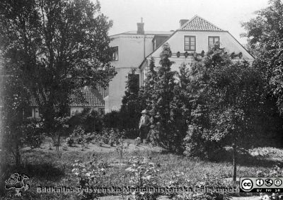 Professor. M. K. Löwegren i sin trädgård vid St Petri Kyrkogata i Lund
 Från foto. Bildkälla: M.K. Löwegrens efterlämnade handlingar hos Aino Milner i Dalby 2013, från 2015 på UB i Luind. 
Nyckelord: Lund;Universitetssjukhus;Universitet;Ögon;Oftalmologi;Trädgård