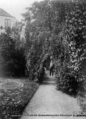 Professor. M. K. Löwegren i sin trädgård vid St Petri Kyrkogata i Lund. 
Från foto nära sekelskiftet 1900. Bildkälla: M.K. Löwegrens efterlämnade handlingar hos Aino Milner i Dalby 2013, från 2015 på UB i Luind. 
Nyckelord: Lund;Universitet;Universitetssjukhus;USiL;Ögon;Oftalmologi;Trädgård