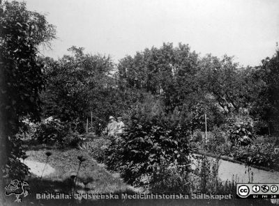 Professor. M. K. Löwegren med en dam i sin trädgård vid St Petri Kyrkogata i Lund. 
Från foto nära sekelskiftet 1900. Bildkälla: M.K. Löwegrens efterlämnade handlingar hos Aino Milner i Dalby 2013, från 2015 på UB i Luind. 
Nyckelord: Lund;Universitet;Universitetssjukhus;USiL;Ögon;Oftalmologi;Trädgård;Park