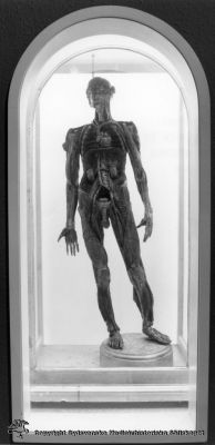Bild av moulage visande kroppens vener.
Anatomi. Kroppens vener.
Copyright Enquiries to the science museum, 2101/78/12. 
Nyckelord: Anatomi;Vener;Vensystemet;Moulage;Docka;Foto;Omonterat;Kapsel 07;Museum;Science