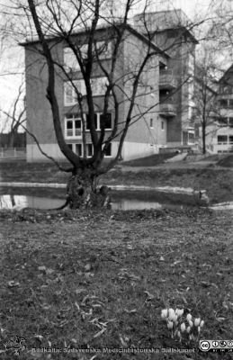 1957 års utbyggnad av reumatologiska kliniken i Lund
Vy från öster. Från 35mm repronegativ i lasarettsfotograferna i Lunds arkiv. Pärm "Gammalt A".
Nyckelord: Lasarettet;Lund;Universitet;Universitetssjukhus;Reumatologi;Park;Krokus