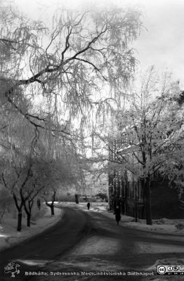 Vinterbild, Lasarettet i Lund, 1960-talet
Pärm "Div. tagningar, 1960 och t.v."	Lasarettsexteriörer, 1960-talet. Vinterbild, mot söder på vägen mellan UB och dåvarande kvinnokliniken; senare Lasarettsgatan. Kvinnokliniken till höger i bilden. Från negativ.
Nyckelord: Lasarettet; Lund; Universitetssjukhus; Universitet; UB; Kvinnoklinik; Vinterväder;Lasarettsgatan