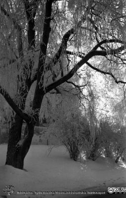 Vinterbild, Lasarettet i Lund, 1960-talet
Pärm "Div. tagningar, 1960 och t.v."	Lasarettsexteriörer, 1960-talet. Helgonabacken strax norr om UB, som skymtar som en skugga bakom träden. Negativ
Nyckelord: Lasarettet;Lund;Universitetssjukhus;Universitet;UB;Vinterväder;Rimfrostväder