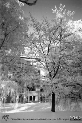 Vinterbild, Lasarettet i Lund, 1960-talet
Pärm "Div. tagningar, 1960 och t.v."	Lasarettsexteriörer, 1960-talet.Från parken vid UB, norrut mot  Helgonavägen och östra flygeln på reumatologiska kliniken. Negativ
Nyckelord: Lasarettet;Lund;Universitetssjukhus;Universitet;Reumatologi;UB;Vinterväder