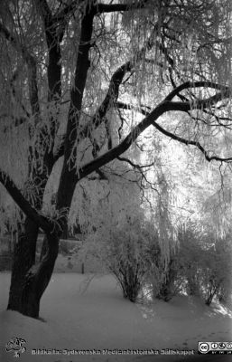 Vinterbild, Lasarettet i Lund, 1960-talet
Pärm "Div. tagningar, 1960 och t.v."	Lasarettsexteriörer, 1960-talet. Lasarettsgatan söderut vid UB, som skymtar i bildens vänsterkant, bakom träden. Från negativ
Nyckelord: Lasarettet;Lund;Universitetssjukhus;Universitet;UB;Helgona