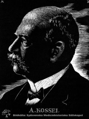 Albrecht Kossel, 1853 - 1927
Belönad 1910 med Nobelpriset i fysiologi eller medicin "såsom ett erkännande för den insats han genom sina arbeten rörande äggviteämnena, däri jämväl inbegripna nukleinsubstanserna, gjort till kännedomen om cellens kemi". Reprotryck. Monterat
Nyckelord: Porträtt;Reprotryck;Fysiologi;Medicin;Nobelpris;Nobelpristagare;Kapsel 12