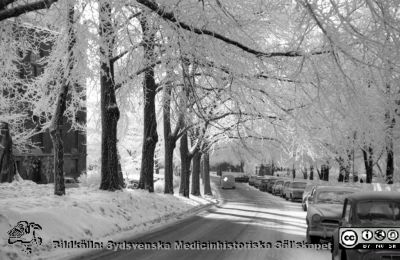 En rimfrostdag på Lasarettet i Lund
Lasarettsfotograferna. Lund. Pärm "Div. tagningar, 1960 och t.v.". Allén vid universitetsbiblioteket, mot sydost. Foto 1961. Från negativ
Nyckelord: Lasarett;Lund;Universitet;Universitetssjukhus;USiL;Exteriör;Bibliotek;Universitetsbibliotek;Vinter;Rimfrost