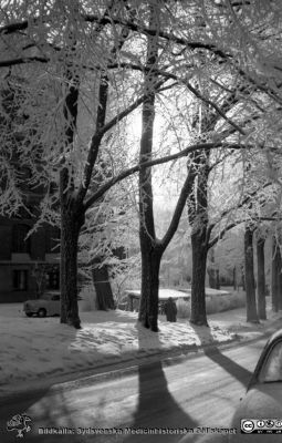 En rimfrostdag på Lasarettet i Lund
Lasarettsfotograferna. Lund. Pärm "Div. tagningar, 1960 och t.v.". Allén vid universitetsbiblioteket, mot sydost. Foto 1961. Från negativ
Nyckelord: Lasarett;Lund;Universitet;Universitetssjukhus;USiL;Exteriör;Medicinsk;Reumatologisk;Klinik;Vinter;Rimfrost