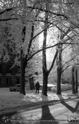 En rimfrostdag på Lasarettet i Lund
Lasarettsfotograferna. Lund. Pärm "Div. tagningar, 1960 och t.v.". Allén vid universitetsbiblioteket, mot sydost. Foto 1961. Från negativ
Nyckelord: Lasarett;Lund;Universitet;Universitetssjukhus;USiL;Exteriör;Medicinsk;Reumatologisk;Klinik;Vinter;Rimfrost