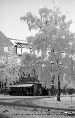 Lasarettskiosken och ortopediska kliniken en rimfrostdag 1961
Lasarettsfotograferna. Lund. Pärm "Div. tagningar, 1960 och t.v.". Lasarettets exteriörer. Vy mot norr, mot lasarettskiosken en rimfrostdag 1961. Dåvarande ortopediska kliniken i bakgrunden. Från negativ.
Nyckelord: Lasarett;Lund;Universitet;Universitetssjukhus;USiL;Kiosk;Vinter;Ortopedi;Klinik;Rimfrost