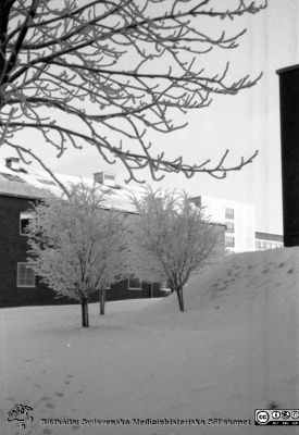 Lasarettet i Lund. Vy från radiologiska klinikens södra gavel mot tandpolikliniken 
Lasarettsfotograferna. Lund. Pärm "Div. tagningar, 1960 och t.v.". Lasarettets exteriörer. Vy från radiologiska klinikens södra gavel mot tandpolikliniken framför AB-blocket en rimfrostdag år 1961. Från negativ.
Nyckelord: Lasarett;Lund;Universitet;Universitetssjukhus;USiL;Radiologi;Tandvård;Käkkirurgi;Rimfrost;Vinter