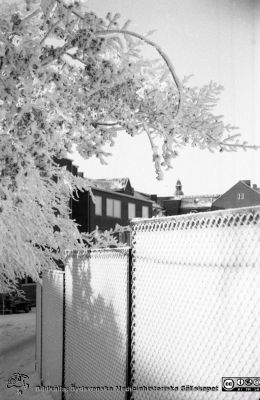 En rimfrostdag på Lasarettet i Lund 1961
Lasarettsfotograferna. Lund. Pärm "Div. tagningar, 1960 och t.v.". Lasarettets exteriörer. Rimfrostklädda träd och staket, möjligen vy västerut från norra sidan av gamla ögonkliniken. Staketet avgränsar i så fall gropen där C-blocket skall byggas. Foto 1961. Från negativ.
Nyckelord: Lasarett;Lund;Universitet;Universitetssjukhus;USiL;Rimfrost;Vinter;Staket;Ögon;Klinik