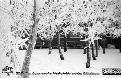 En rimfrostdag på Lasarettet i Lund 1961
Lasarettsfotograferna. Lund. Pärm "Div. tagningar, 1960 och t.v.". Lasarettets exteriörer. Rimfrostklädda träd, möjligen från norra sidan av gamla ögonkliniken. Foto 1961. Från negativ.
Nyckelord: Lasarett;Lund;Universitet;Universitetssjukhus;USiL;Rimfrost;Vinter;Ögon;Klinik