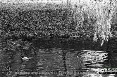 Lasarettet i Lund. Ankdammen vid reumatologiska kliniken på 1960-talet.
Lasarettsfotograferna. Lund. Pärm "Div. tagningar, 1960 och t.v.". Lasarettets exteriörer, 1961. Ankdamm med nedhängande grenar av en pil; rimligen den vid reumatologiska klinikens östra gavel. Från negativ
Nyckelord: Lasarett;Lund;Universitet;Universitetssjukhus;USiL;Anka;Damm;Ankdamm;Reumatologi;Klinik