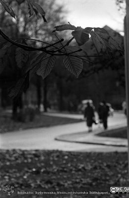 Lasarettet i Lund 1961
Lasarettsfotograferna. Lund. Pärm "Div. tagningar, 1960 och t.v.". Lasarettets exteriörer. Foto 1961. Höstlig vy söderut på Lasarettsgatan vid Universitetsbiblioteket. Från negativ. 
Nyckelord: Lasarett;Lund;Universitet;Universitetsbibliotek;Universitetssjukhus;USiL;Fotgängare;Höst;Höstlöv