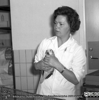 Papegojan i centralblockets entréhall, 1971
Sjukhusfotograferna i Lund. Pärm Diverse tagningar. 1971, 1972, 1973. Ett vårdbiträde eller städerska med den papegoja  ("Fågel Rock"; en påminnelse om vita rock-frågans lyckliga lösning flera år tidigare; studenterna hade tidigare fått hålla sig med egna skyddskläder) som Medicinska Föreningen i Lund hösten 1968 skänkte till sjukhuset, att ha i centralblockets då en smule kala och tråkiga entréhall. Foto i maj, 1971. Från negativ
Nyckelord: Lasarett;Lund;Universitetssjukhus;USiL;Burfågel