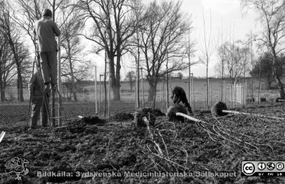 Föryngring av träden i St Lars-parken 1984
Sjukhusfotograferna i Lund  Pärm S/V neg-84. 69, 84.  Parken, St Lars. Anläggningsarbete med plantering av nya träd. Från negativ. 
Nyckelord: Lasarettet;Lund;St Lars;Universitetssjukhus;Park